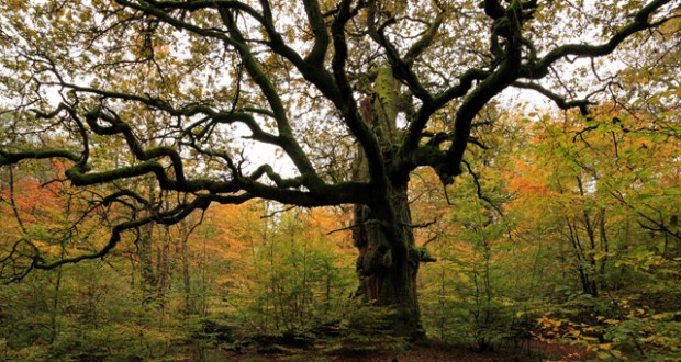 Urwald Sababurg nature reserve near Hofgeismar, Hesse, Germany. Image: SuperStock